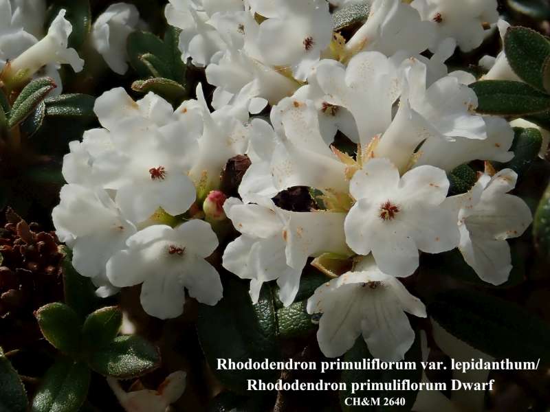 R. primuliflorum var. lepidanthum, photo: Kurt Hansen