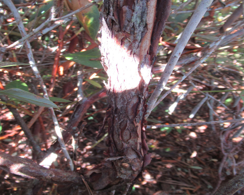  R. roseatum bark, photo: Mike McCullough
