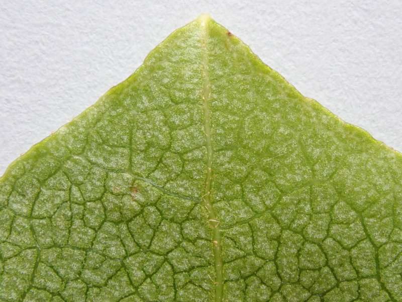  R. sanctum, leaf apex. Photo: Hans Eiberg