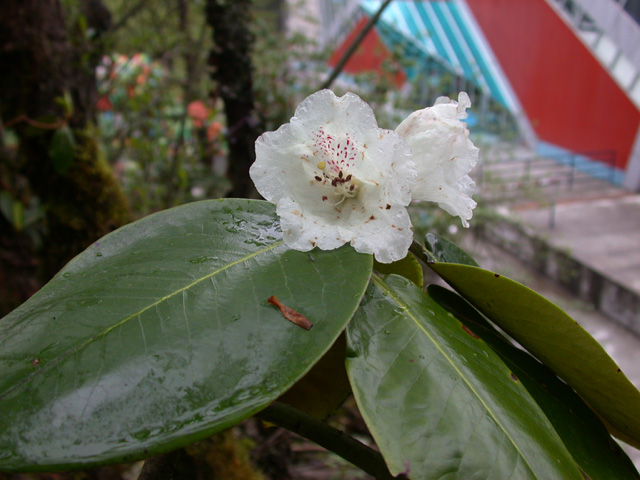  R. prattii in Sichuan. Photo: H. Eiberg