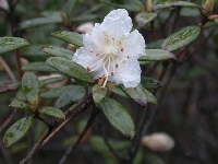  R. flavidum white, Kangding 