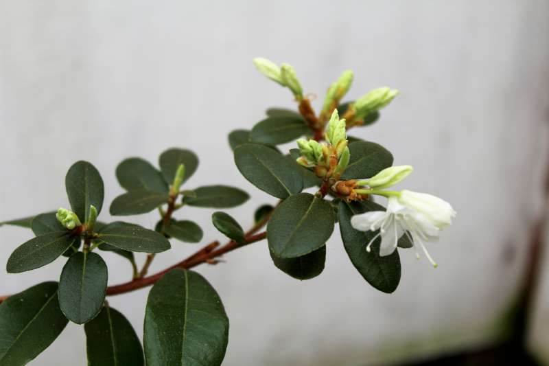  R. siderophyllum at Muli, Sichuan. Photo: Finn Bertelsen