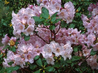 R. campanulatum ssp. aeruginosum
