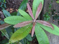 R. auriculatum