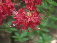 R. flammeum x canescens (Razzberry), natural hybrid at E. Sommerville