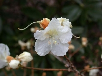 R. mucronulatum white. Photo: Hans Eiberg