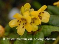 R. valentinianum var.oblongilobatum, photo: Fearing