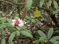 R. vesiculiferum, Foto: Australian Rhododendron Soc.
