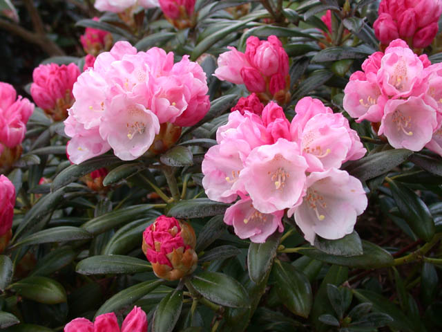 R. yakushimanum rosa form #4 hos Hans Eiberg. Foto Hans Eiberg