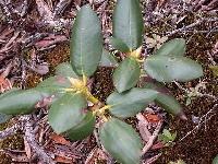  R. clementinae(2)
