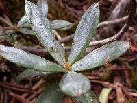  R. roxieanum var. cucullatum (2)