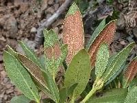  R. aganniphum var flavorufum (4)