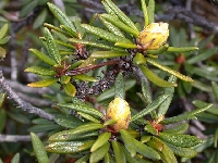  R. proteoides with yellow buds (4)