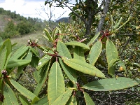  R. uvarifolium (5)