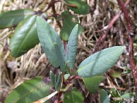  R. wardii, leaves (5)</a>
<a href=