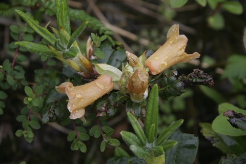  R. dichroanthum ssp. apodectum at Cang Shan. Foto: Ingolf Bog