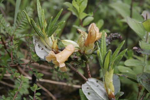  R. dichroanthum ssp. apodectum at Cang Shan. Foto: Ingolf Bog