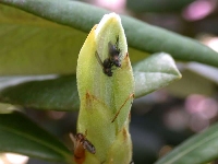 R. ungernii, fluefanger