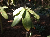 R. auriculatum, bredbladet