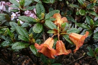 Neriiflora
