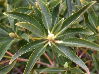 R. latoucheae