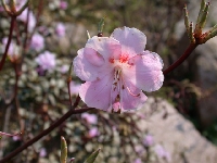 R. pentaphyllum