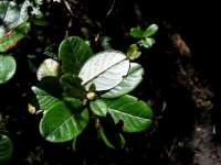 R. charitostreptum/R.brachyanthum