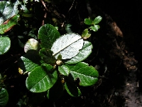 R. charitopes ssp. charitopes/brachyanthum ssp. hypolepidotum