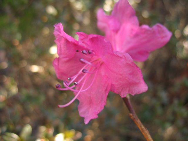  R. mucronulatum 'Pink Panther'. Photo: Hank Helm