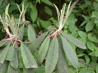 R. argyrophyllum at Mt. Emei