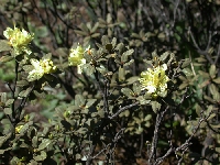 R. rupicola ssp. chryseum before Beima Shan