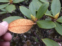 R. clementinae x cucullatum 99DP