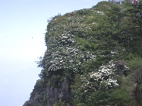  Top of Mt. Emei, R. faberi