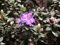 R. nitidulum var.omeiense at Mt. Emei