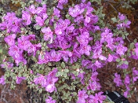 nivale ssp. boreale. Foto: H. Eiberg