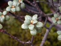 R. nivale ssp. boreale at 99DP