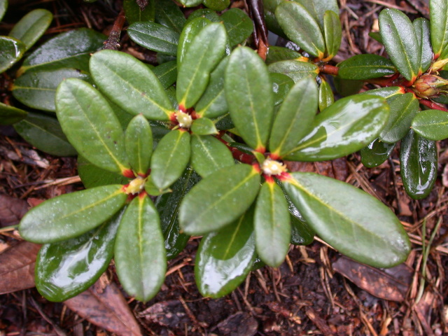  R. sanguineum ssp. didymum,