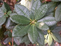 R. arboreum ssp. zeylanicum, Arduaine