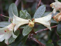 R. auritum, Arduaine