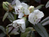 R. glaucophyllum white, Arduaine