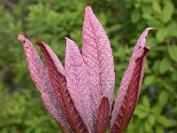 R. nuttallii, new leaf growth