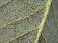 R. nuttallii, scales under the leaf