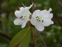 R. rubiginosum white, Arduaine