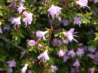 R. serpyllifolium, Arduaine