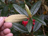 R. sperabile var. weihsiense, leaf, Arduaine
