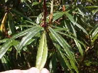  R. kendrickii, leaves