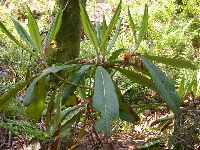  R. magnificum, leaves