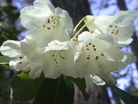 R. campylocarpum white, Crarae