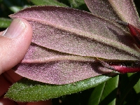  Maculifera X ?, leaf, Crarae