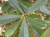 R. praestans, leaves, Crarae